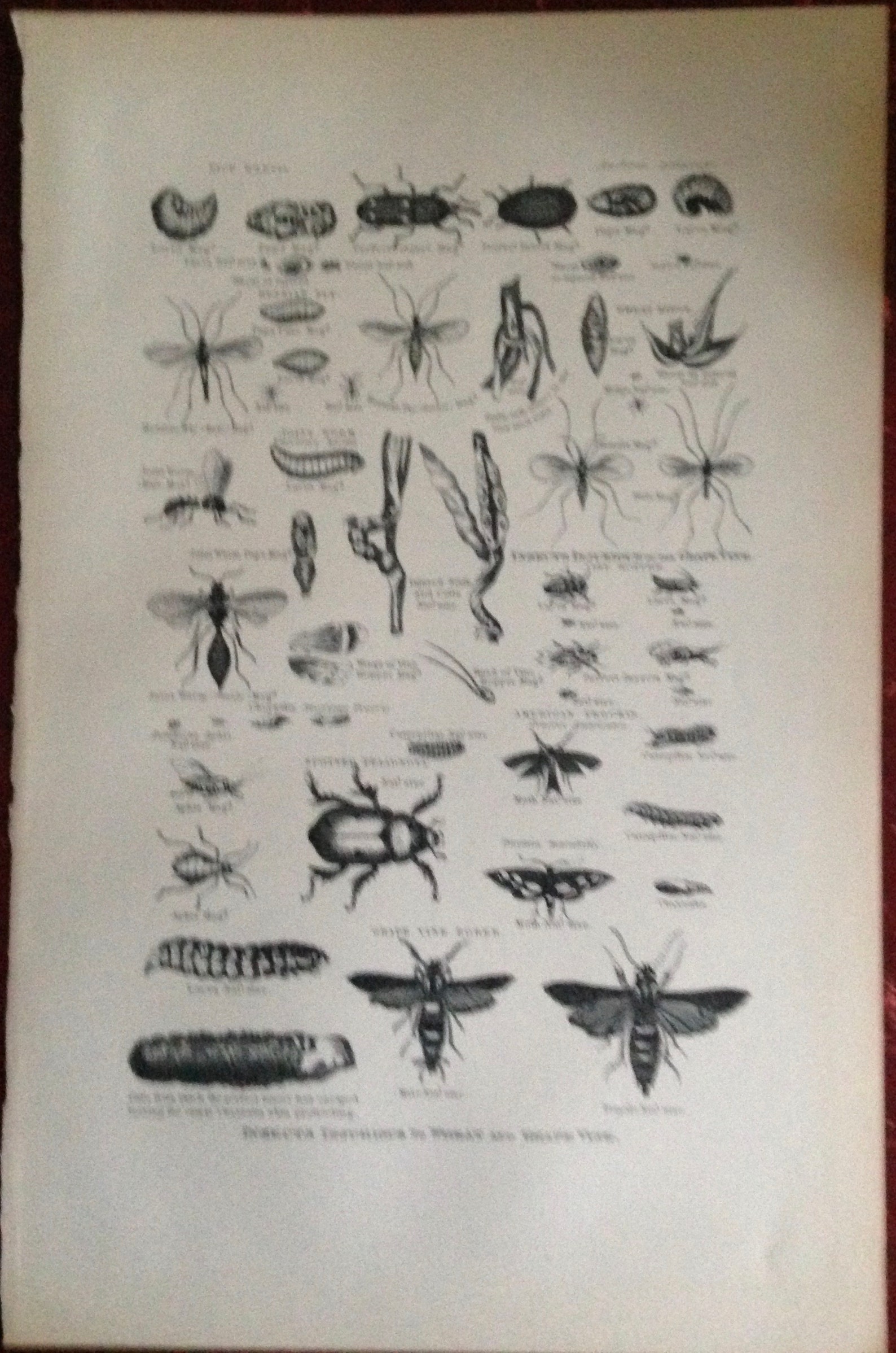Bad Bugs Insects Injurious to Wheat and Grape Vines Plants 1892 ...