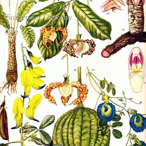 Calabash Nutmeg Flowering Pea Flowers Tropical South Africa Botanical Exotica Vintage Illustration To Frame 53 image 2