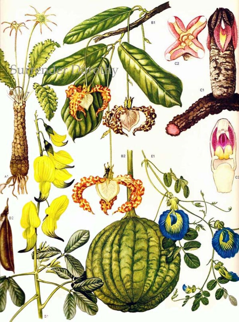 Calabash Nutmeg Flowering Pea Flowers Tropical South Africa Etsy