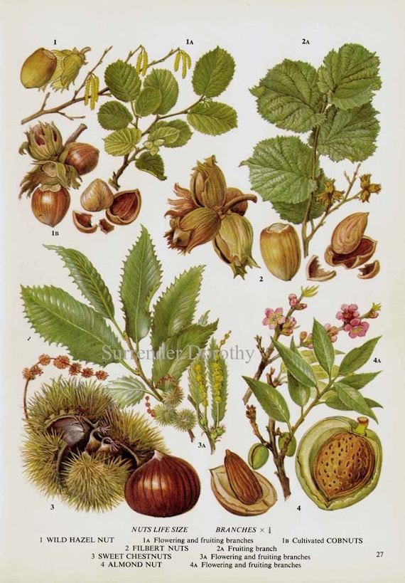 Wild Hazel Nut Filbert Almond Chestnut Chart Food Botanical