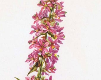 Purple Loosestrife Flower Vintage Botanical Lithograph Print To Frame North American Wildflower 1950s 114