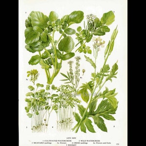Watercress Cress Mustard Rocket Salad Plant Flowers Food Chart Vegetable Botanical Lithograph Illustration For Your Vintage Kitchen 153 image 3