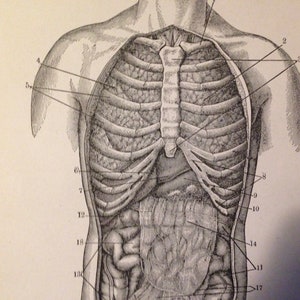 Menselijke anatomie buik & borst Anterior weergave 1912 Vintage medische grafiek zwart wit
