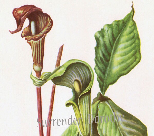 Jack in A Pulpit Flower 1950s Vintage Cottage Botanical Lithograph