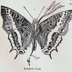 Butterflies XXVIII 1892 Victorian Entomology Antique Chart Of Pretty Insects To Frame Black & White image 2