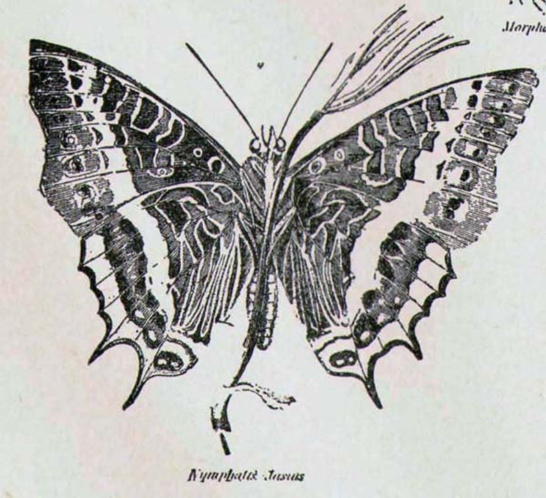 Butterflies XXVIII 1892 Victorian Entomology Antique Chart Of Pretty Insects To Frame Black & White image 2