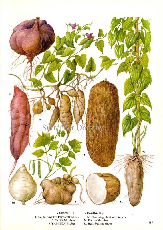 Root Vegetables Chart