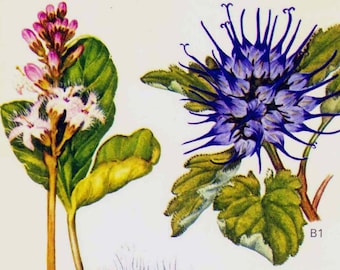 Hoary Plantain Primrose, Campanula Devil Claw Flower Poster Botanical Exotica Europe Large Vintage Illustration To Frame 15