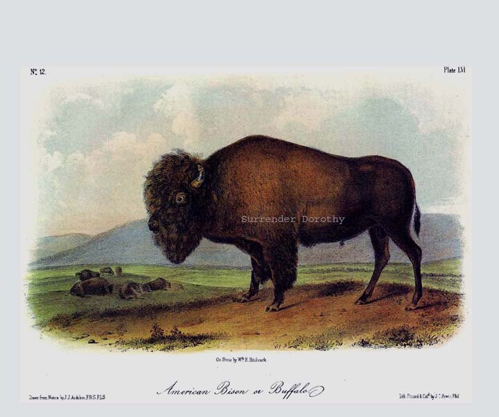 アンティーク雑貨 30s Antique Cigar Felt American Bison アンティーク雑貨 30s Antique Cigar Felt American Bison Vintage