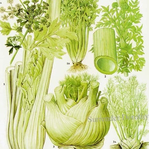 Funcho Aipo Angélica Salada Planta Flores Gráfico de Alimentos Vegetal Botânico Litografia Ilustração Para Sua Cozinha Vintage 149