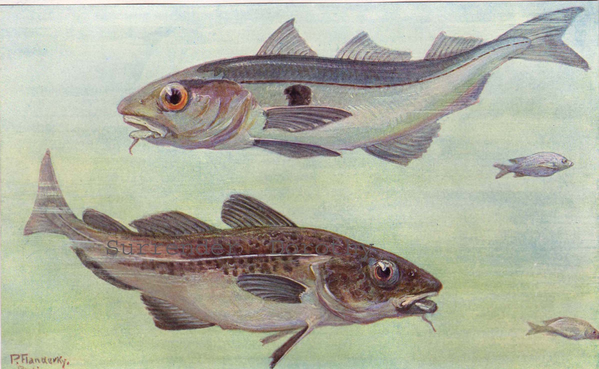 かなり高そうな絵画　魚の絵　絵画　骨董品　アンティーク かなり高そうな絵画 魚の絵 絵画 骨董品 アンティーク