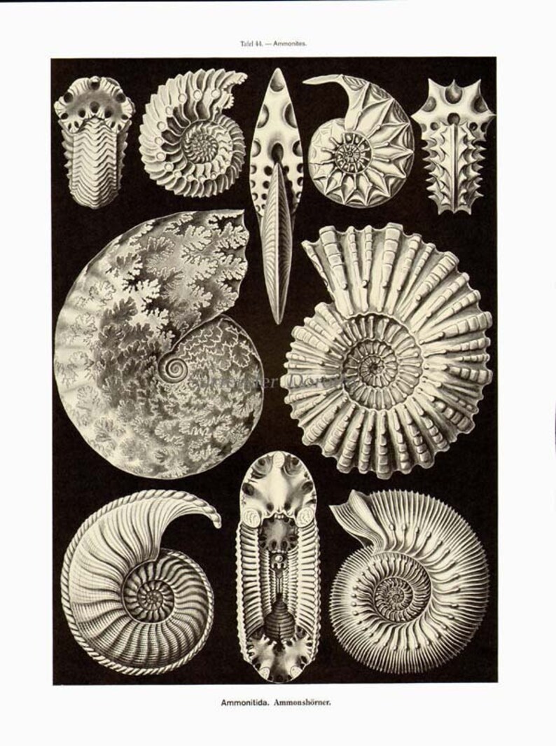 Ammonite Nautilus Shell Formations Sea Slug Sea Hag Haeckel Print ...