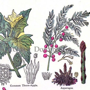Luppolo Asparagi Marshmallow Thorn Apple Botanical Chart 1907 Healing Medicinal Plants Herbalist Antique Print VI