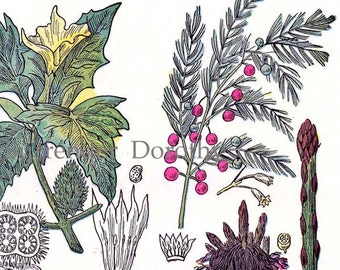Hops Asparagus Marshmallow Thorn Apple Botanical Chart 1907 Healing Medicinal Plants Herbalist Antique Print VI