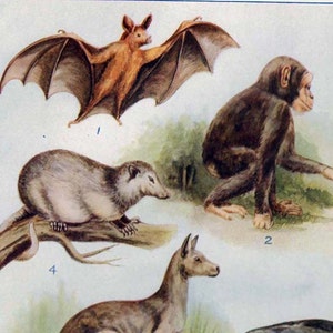 Chauve-souris Singe Kangourou Éléphant Rhinocéros Baleine Mammifères Cartes Animaux montrant les ordres Histoire naturelle Lithographie Art 1915 Époque édouardienne