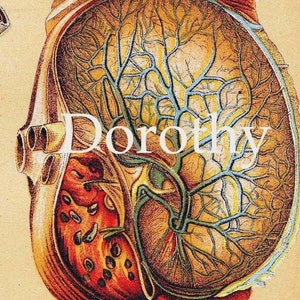 Human Anatomy Heart Liver Stomach Lung Vintage Medical Lithograph Chart 1908 Original image 4