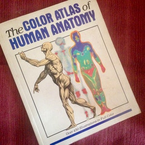 May include: The Color Atlas of Human Anatomy book cover features a color illustration of a human figure with a skeletal overlay. The book title is in blue text and the subtitle is in white text. The book cover also includes the text "Over 450 Illustrations in Full Color."