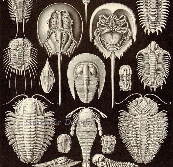 Horseshoe Crab Skeleton
