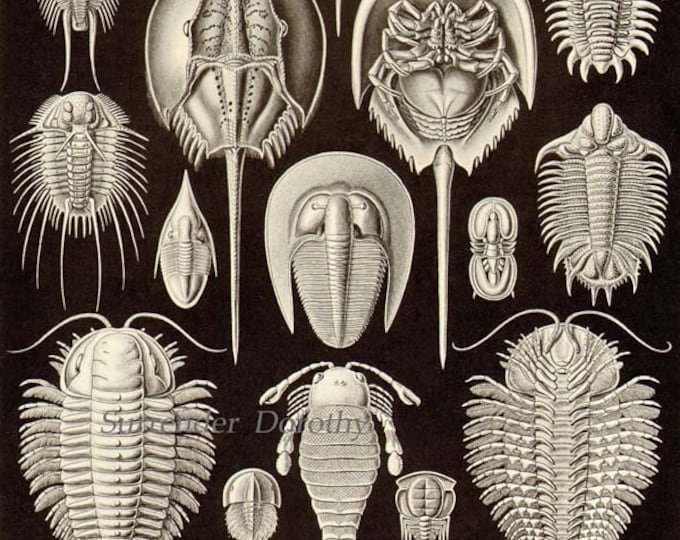 Trilobite Horseshoe Crab Shell Formations Haeckel Vintage Print Natural History Oceanography