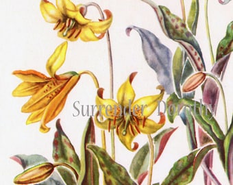 Dogtooth Violet Flowers Vintage Botanical Lithograph Print To Frame 1950s 20