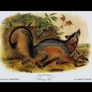 Grey Fox John J Audubon Vintage Wild Animal Natural History Lithograph To Frame image 4