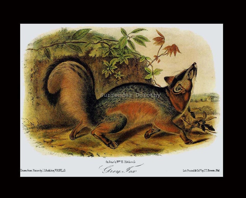 Grey Fox John J Audubon Vintage Wild Animal Natural History Lithograph To Frame image 4