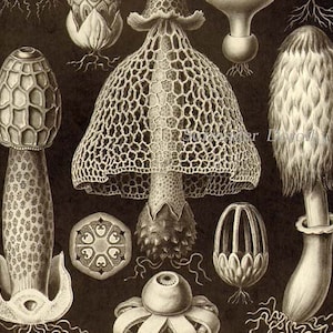 Puede incluir: Una ilustración vintage de varios tipos de setas. La imagen presenta una variedad de setas con diferentes formas, tamaños y texturas. Las setas están representadas en blanco y negro, y la imagen tiene un estilo detallado y realista.