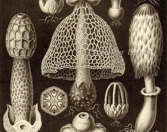 Basimycetes Basidiomycetes Schwammpilze Mushroom Spores Vintage Haeckel Print Botanical Victorian Scientific Lithograph