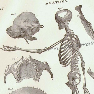 Menselijke anatomie skelet zijaanzicht met schedels 1892 Victoriaanse skelet antieke medische grafiek