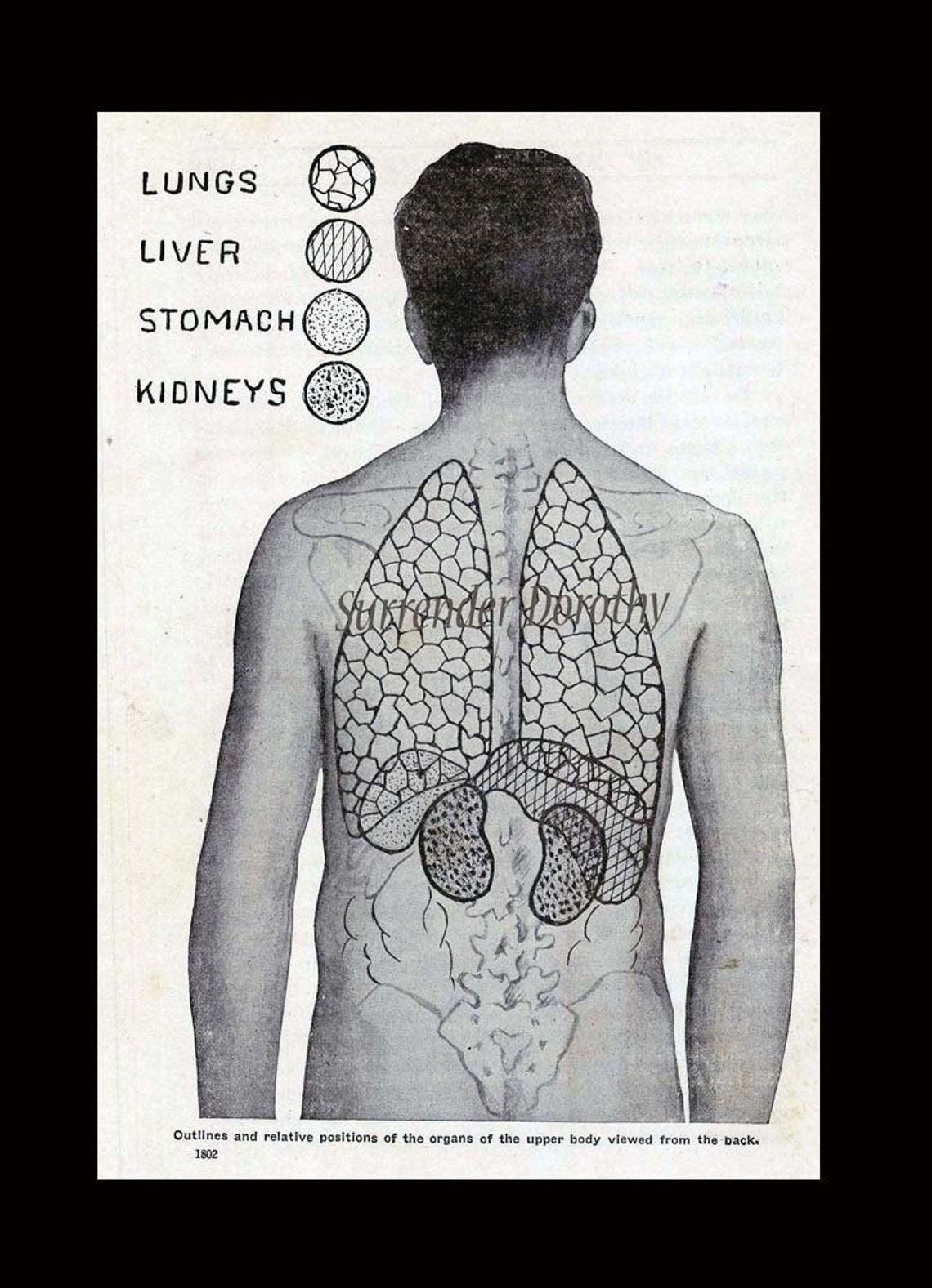 Human Organs Anatomy Chart Awesome Tattoo Dude 1920s Weird | Etsy