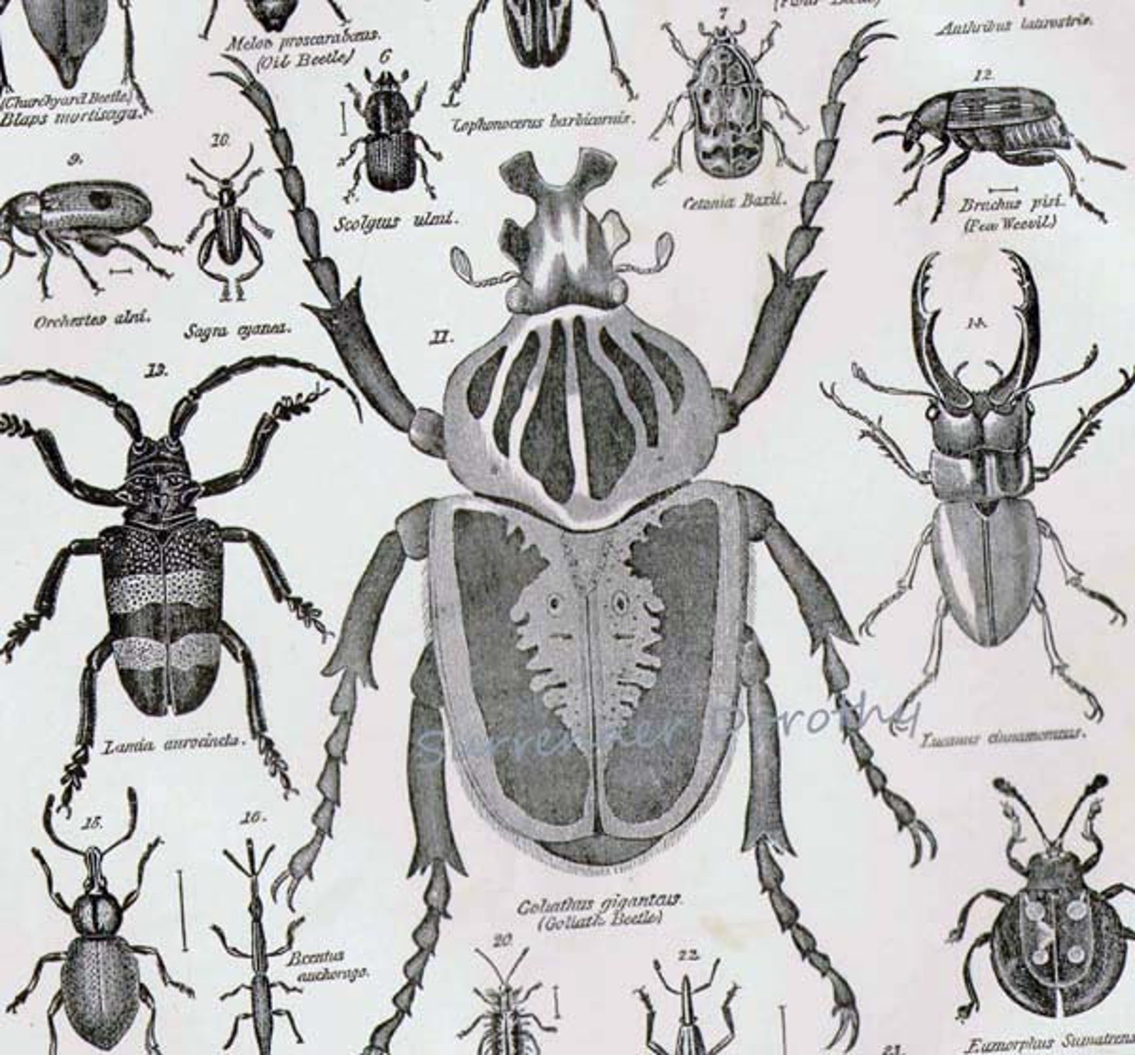 Beetle Bugs Coleoptera VIII 1892 Victorian Entomology Antique Chart of ...