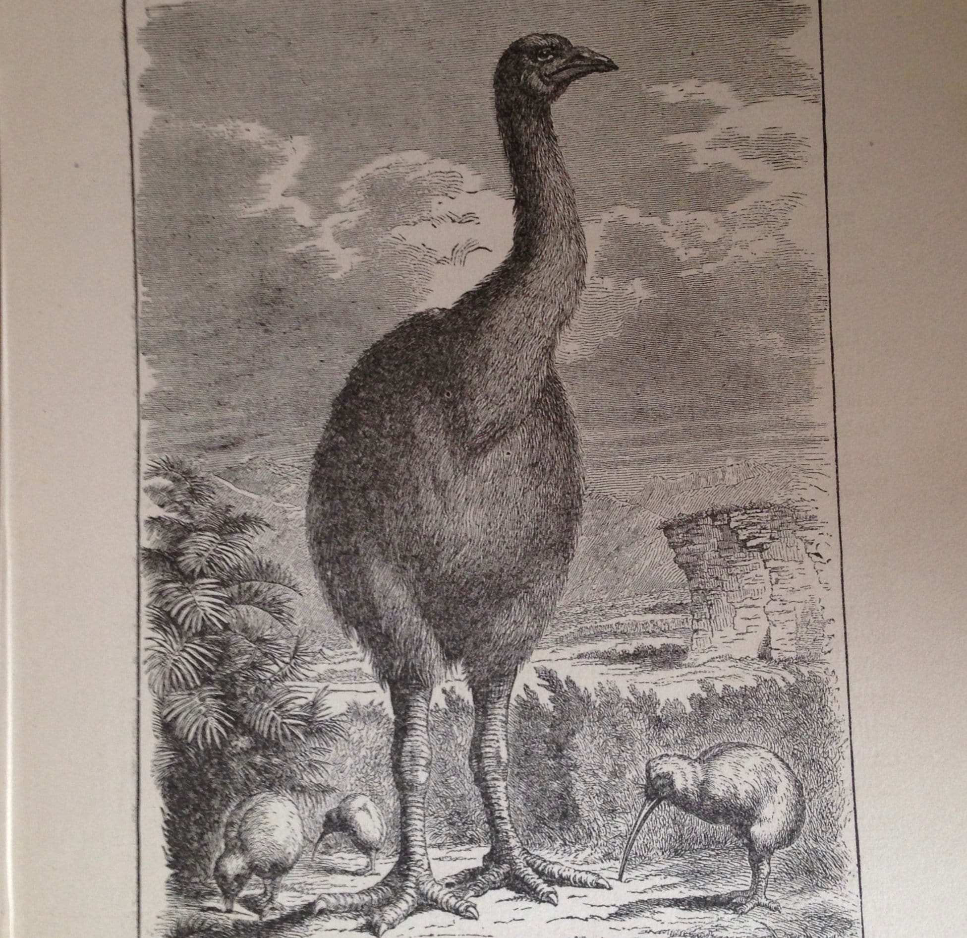 Ausgestorbener Vogel Neuseeland Dinornis Moa Kiwi Viktorianischer Jahrgang 1887 Schwarz-Weiß-Naturgeschichte Gravur zum Rahmen