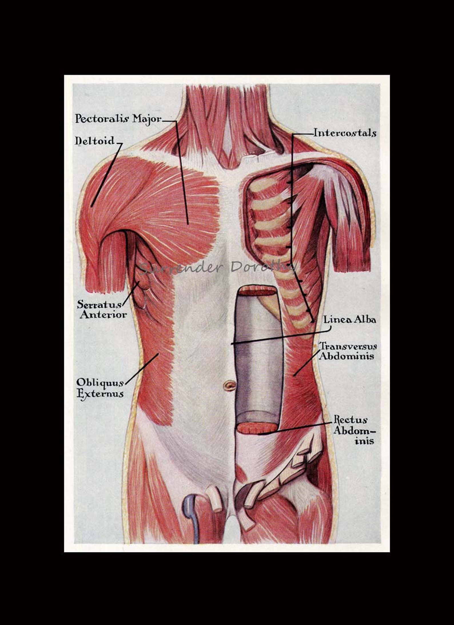 Muscles Trunk Torso Anterior Human Anatomy Vintage Medical | Etsy