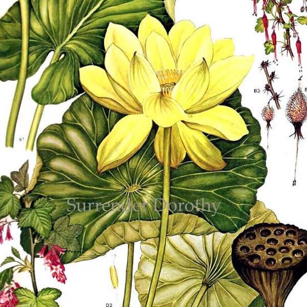 Water Lotus Lily  Flowers North American Botanical Exotica 1969 Large Vintage Illustration To Frame 151