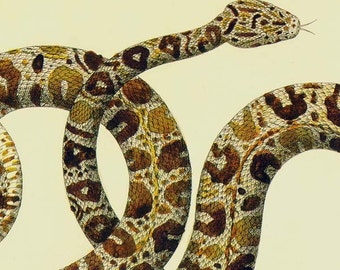 Snake Garden Tree Boa Herpetology Seba Natural History Lithograph Chart Poster Print To Frame 188