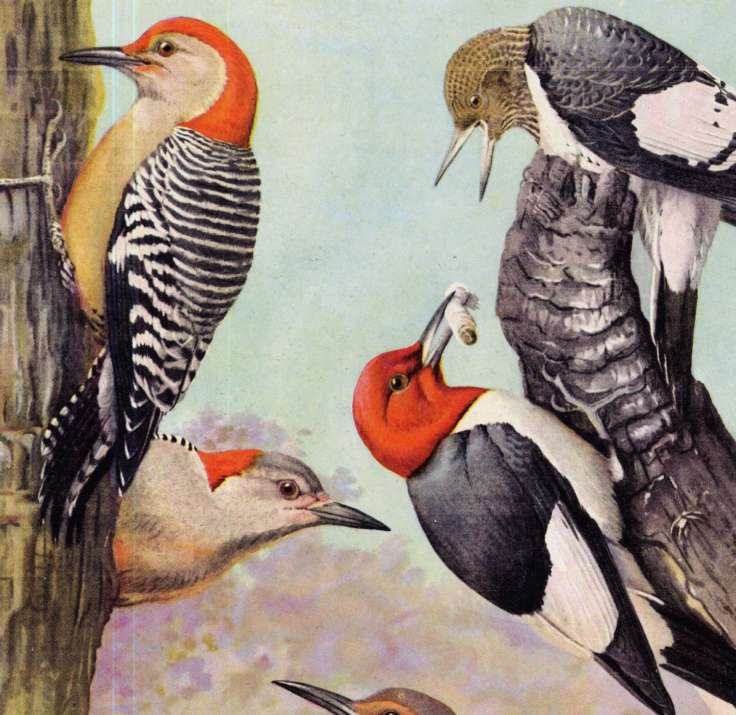 Red Headed Woodpecker Northern Flicker Families Natural History Fuertes Gorgeous Color Lithograph Illustration To Frame