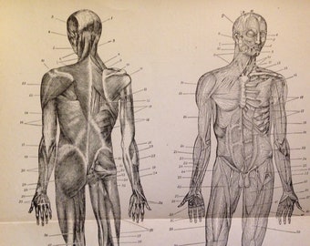 Human Anatomy Muscular System Anterior Posterior Vintage Edwardian Antique Medical Chart To Frame