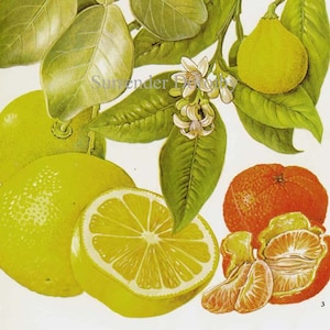 Grapefruit Limoen Mandarijn Citrusvruchten Bloemenkaart Voedsel Botanische Lithografie Illustratie voor uw Vintage Keuken 87