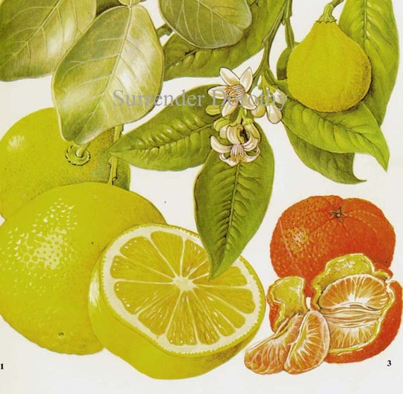 Citrus Fruit Chart