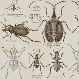 Beetles Coleoptera VI 1892 Victorian Entomology Antique Chart Of Insects Black & White