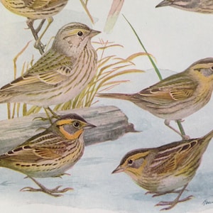 Nelson Ipswich Acadian Sparrow Birds Ornithology Lithograph Chart To Frame 1940s P81