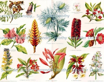 Exotic Flowers Antique Victorian Horticulture 1887 Chromolithograph Illustration From Germany To Framing