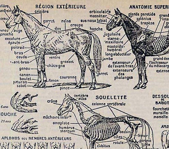 Horse Anatomy Chart