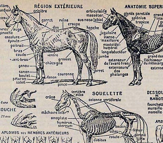 French Equine Anatomy Chart