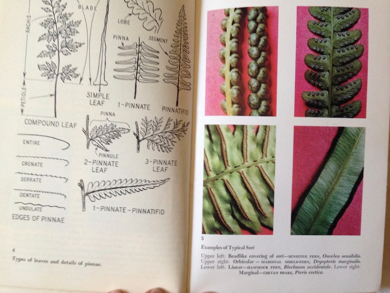 Ferns to Know and Grow Frank Gordon Foster 1970s Wild Gardening ...