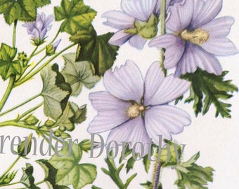 Common Mallow Musk Mallow Flower Vintage Botanical Lithograph Art  Print To Frame 1950s 110