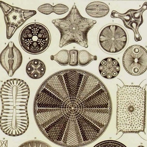 Diatomées Haeckel Microbiologie Imprimer Histoire naturelle Océanographie Victorienne Lithographie scientifique à encadrer image 1