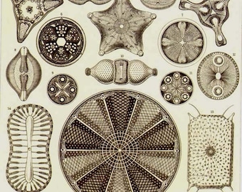 Diatoms Haeckel Microbiology Print Natural History Oceanography Victorian Scientific Lithograph To Frame