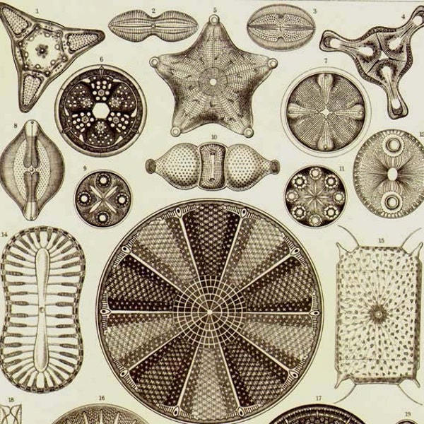 Diatoms Haeckel Microbiology Print Natural History Oceanography Victorian Scientific Lithograph To Frame