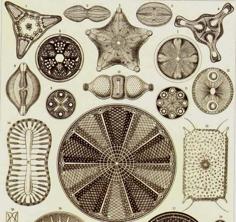 Diatomées Haeckel Microbiologie Imprimer Histoire naturelle Océanographie Victorienne Lithographie scientifique à encadrer image 1